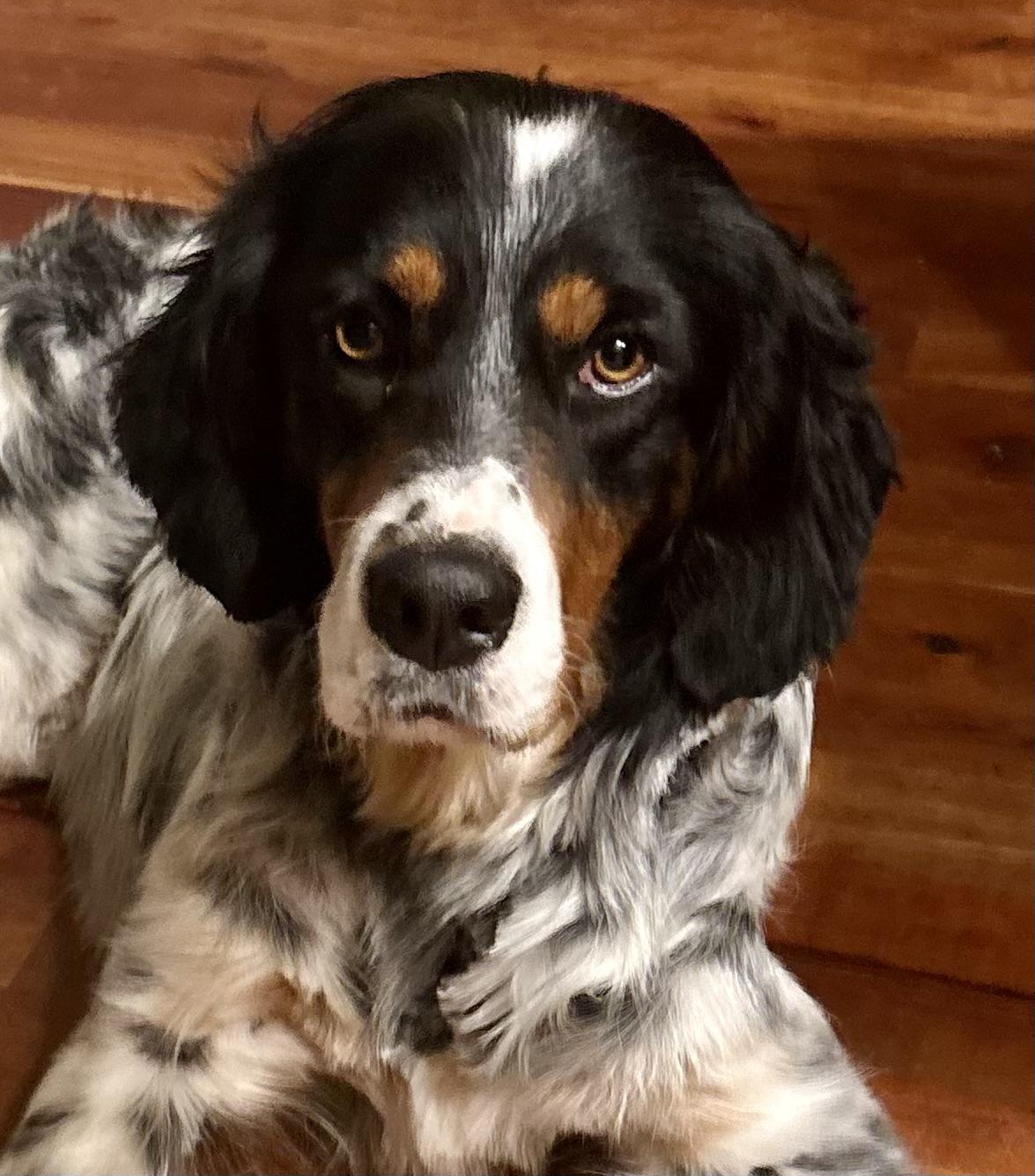 Enlarge Taco Dogler, a ADOPTABLE English Setter in Boerne, TX image 1/6