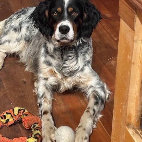 Enlarge Taco Dogler, a ADOPTABLE English Setter in Boerne, TX image 6/6