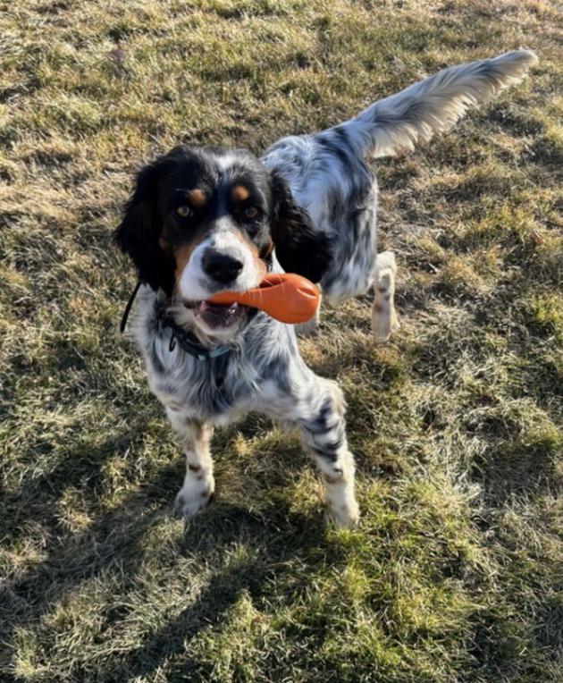 Enlarge Taco Dogler, a ADOPTABLE English Setter in Boerne, TX image 4/6