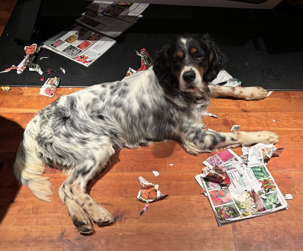 Enlarge Taco Dogler, a ADOPTABLE English Setter in Boerne, TX image 2/6