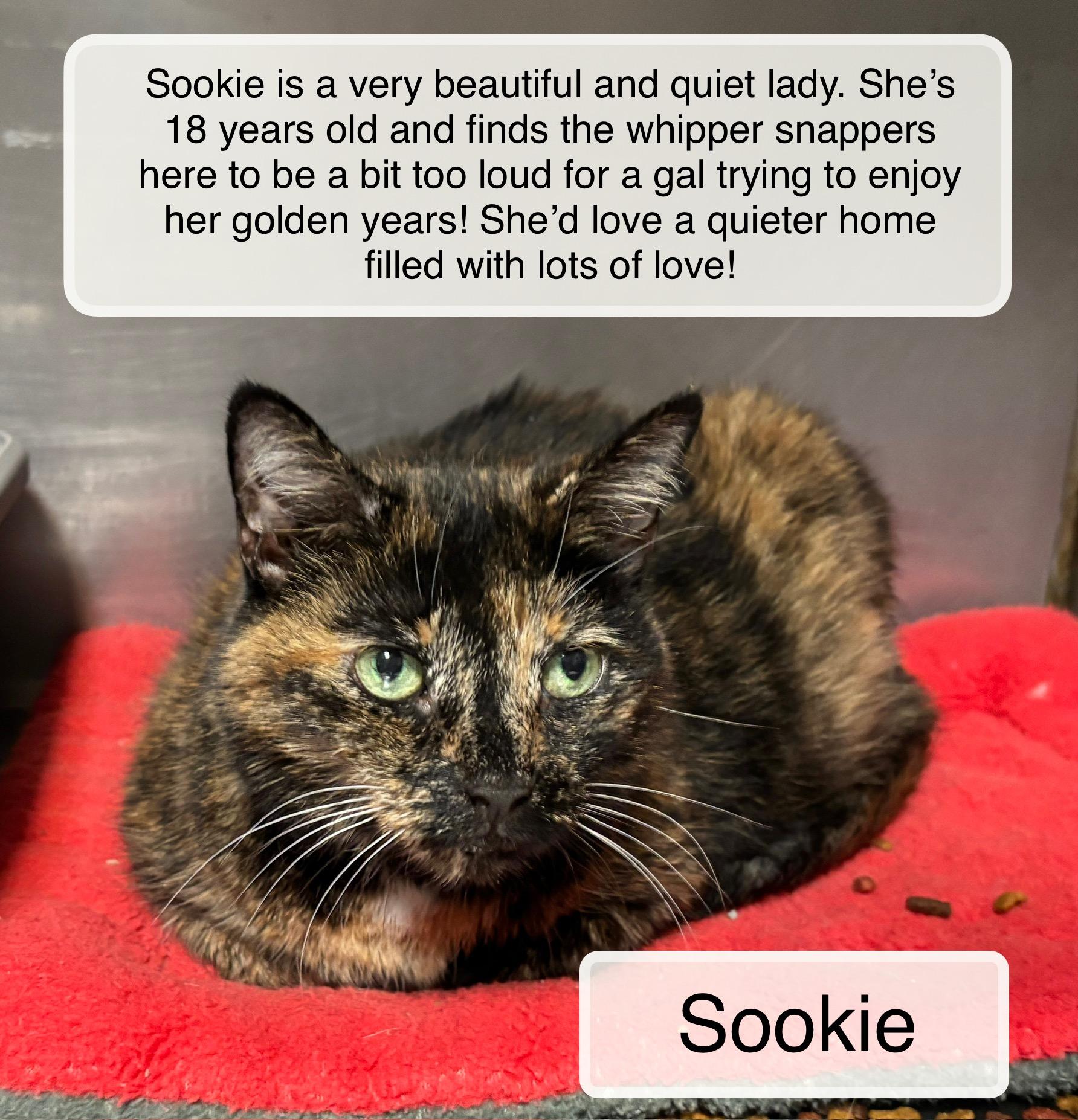 Sookie, Adoptable, Senior Female Domestic Short Hair.