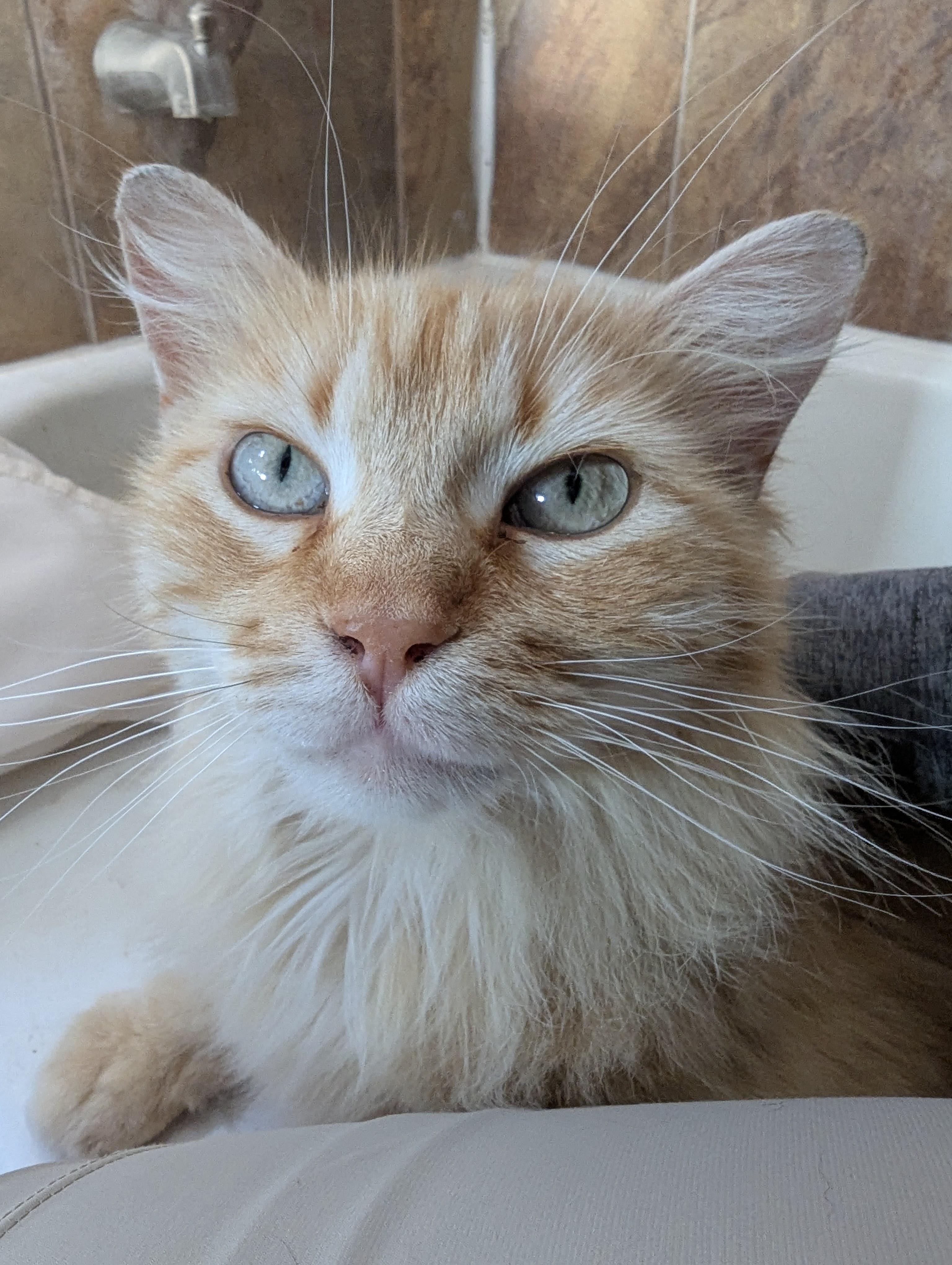 Mango, Adoptable, Adult Female Domestic Medium Hair.