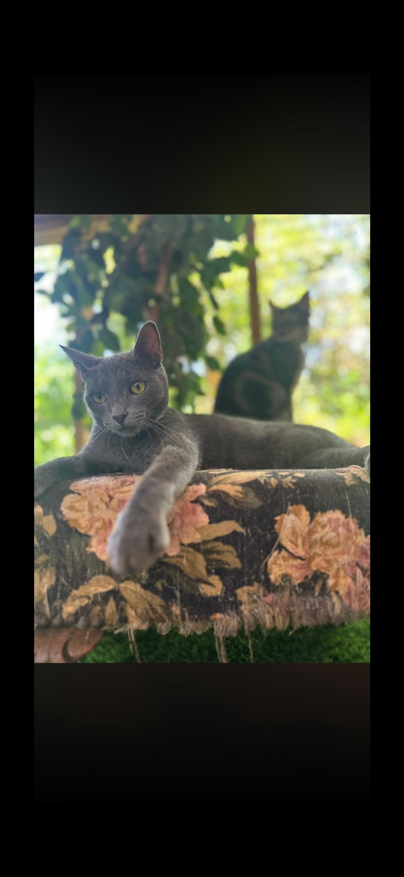 Enlarge Pokie, a Adoptable mixed breed in Longview, TX image 1/1