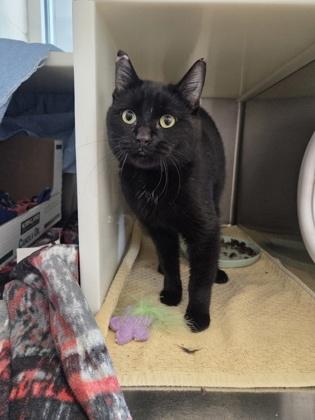 Cane Corso, Adoptable, Young Male Domestic Short Hair & Domestic Short Hair.