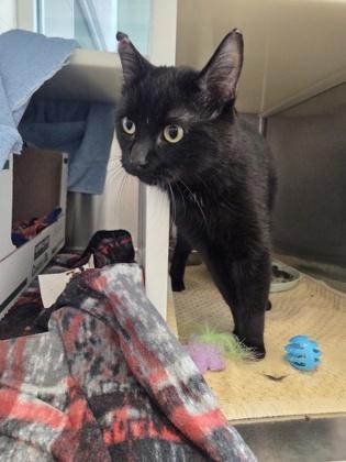 Cane Corso, a Adoptable mixed breed in Detroit, MI image 2/2