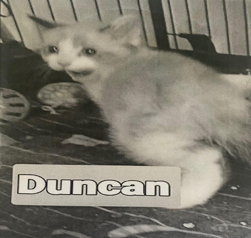 DUNCAN, Adopted, Adult Female Domestic Short Hair.