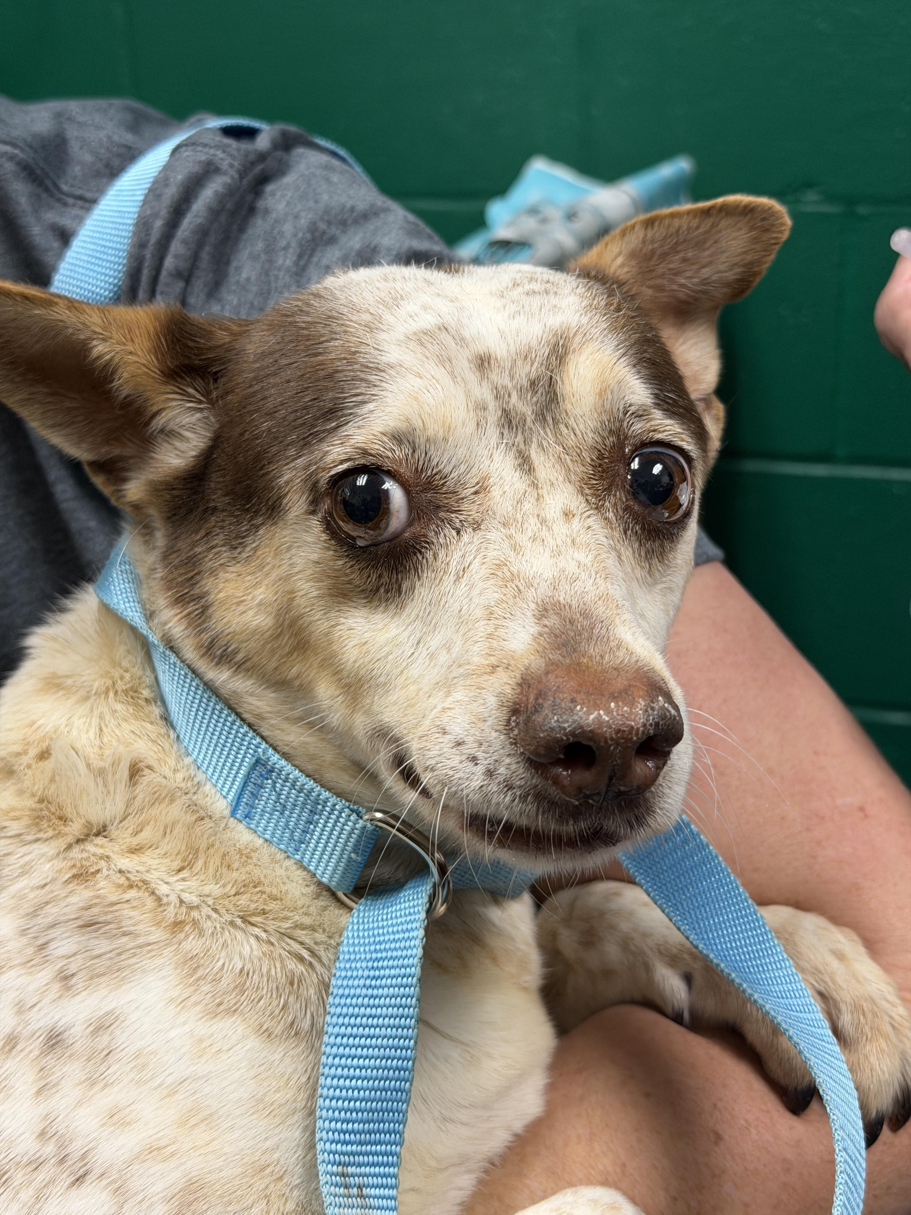 Honey, ADOPTABLE, Adult Female Australian Cattle Dog / Blue Heeler.