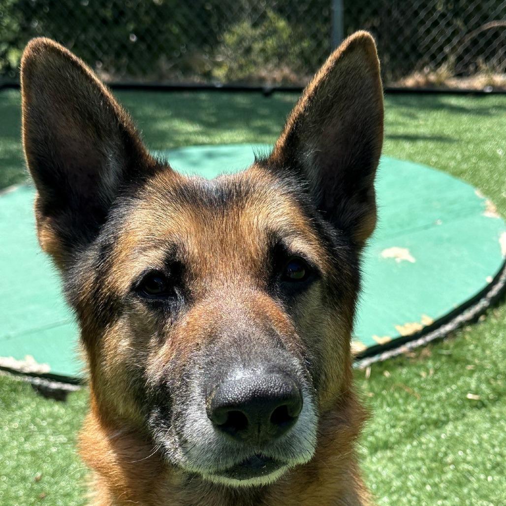 Tanner, Adoptable, Senior Male German Shepherd Dog.