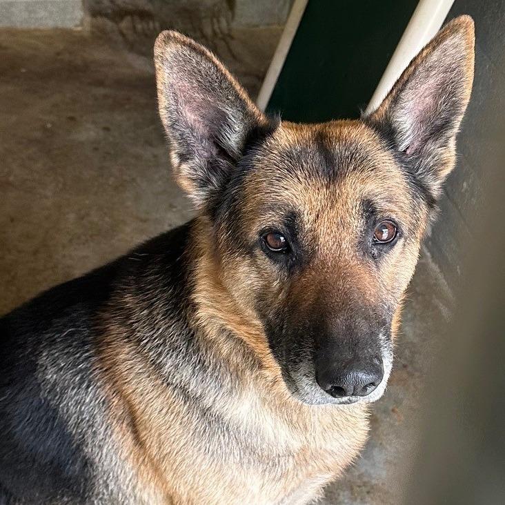 Enlarge Tanner, a Adoptable German Shepherd Dog in Coos Bay, OR image 1/1