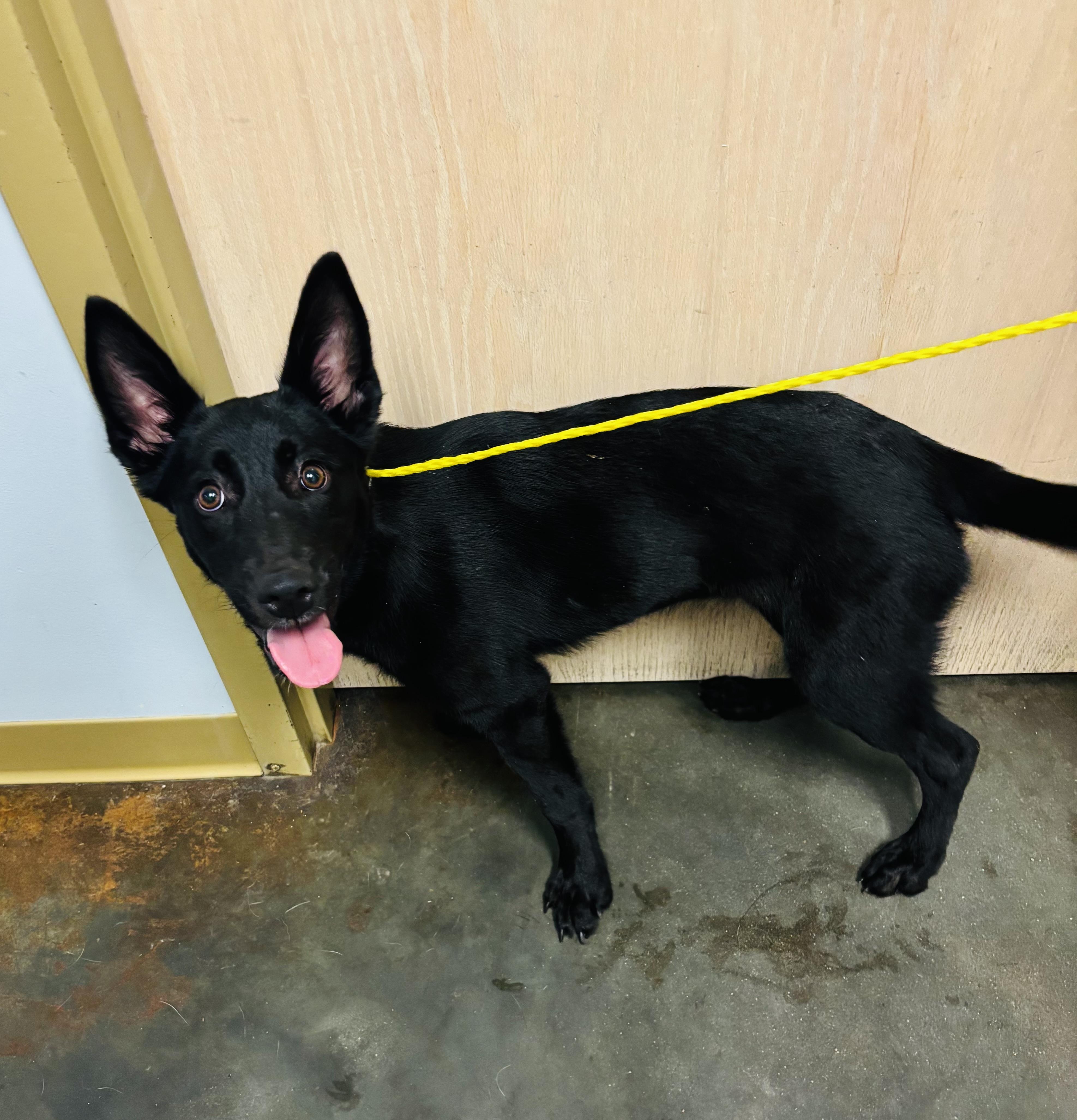 Enlarge Rhyneras, a ADOPTABLE mixed breed in Council Bluffs, IA image 1/1