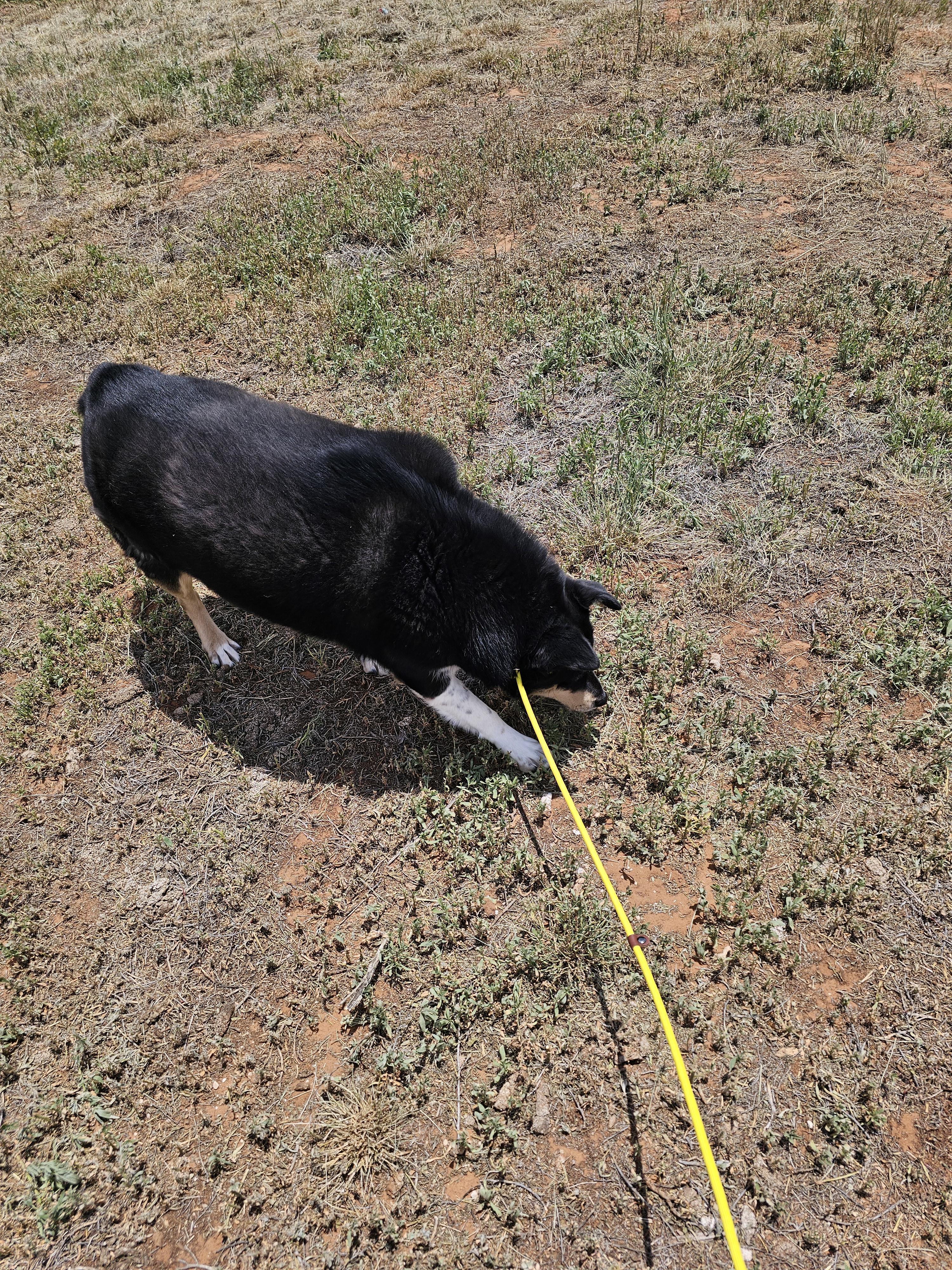 Gertie, a ADOPTABLE mixed breed in Clovis, NM image 2/3