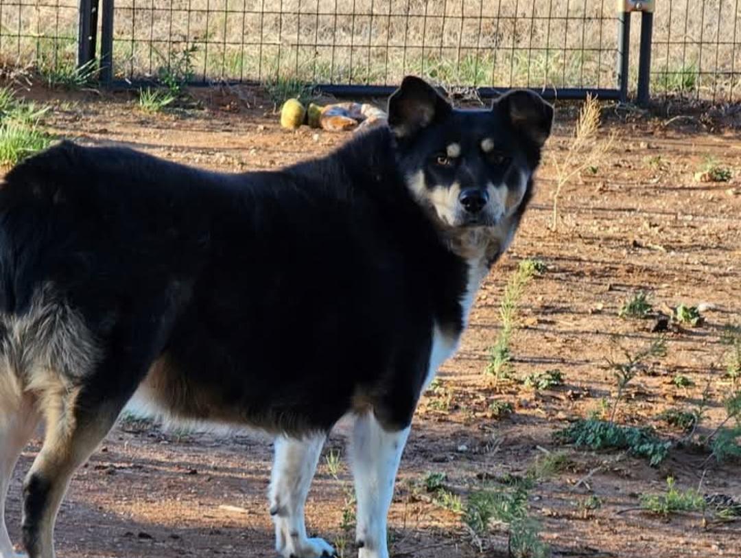Gertie, ADOPTABLE, Adult Female Border Collie & Australian Shepherd.