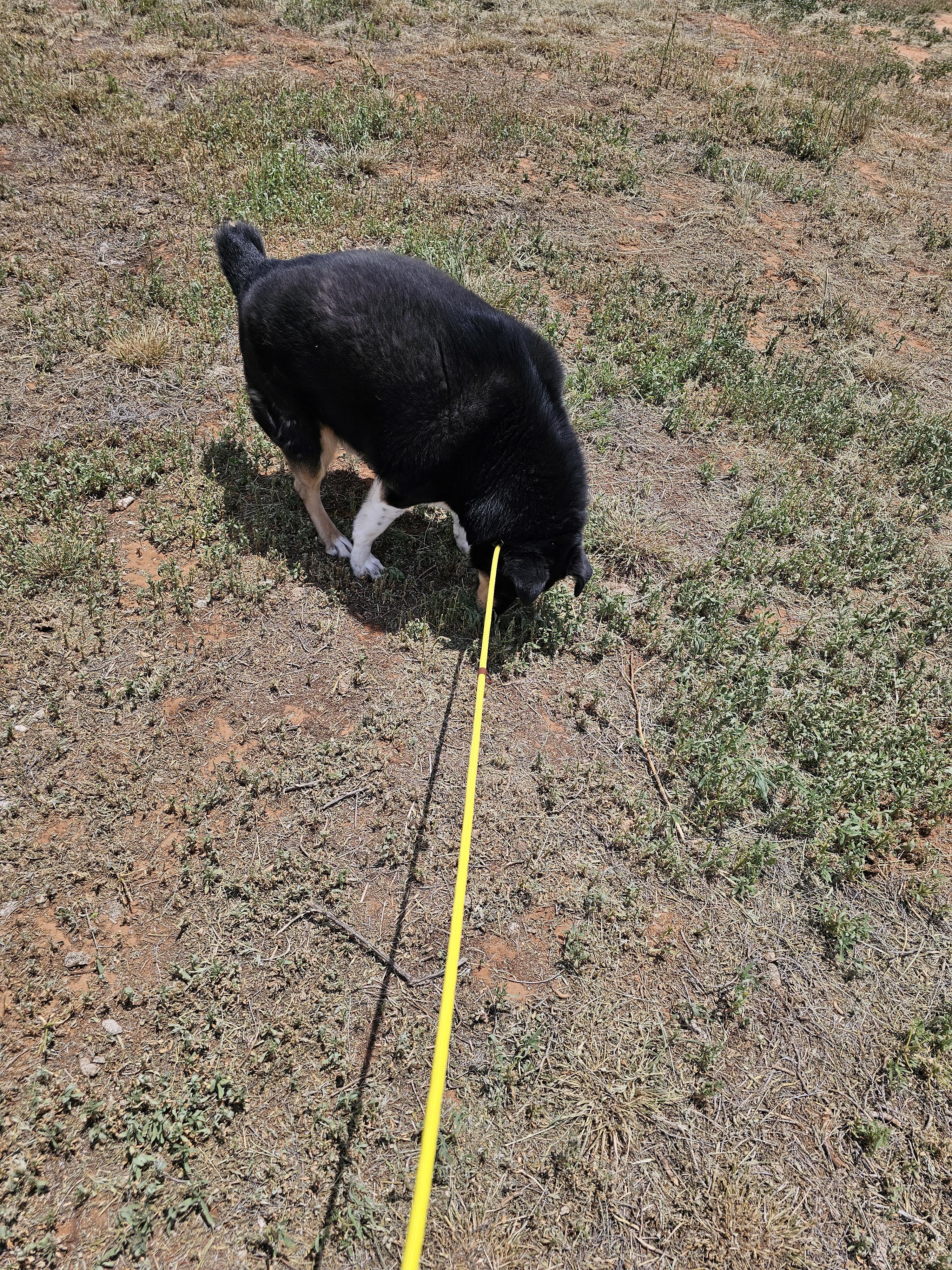 Gertie, a ADOPTABLE mixed breed in Clovis, NM image 3/3