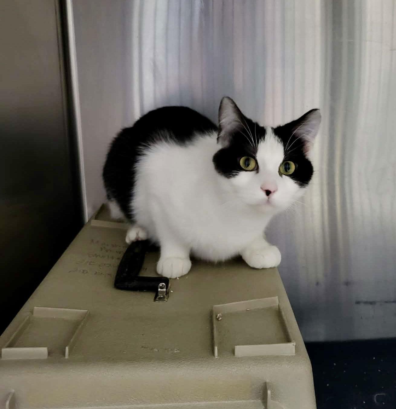 Primrose (Bonded w/Kismet)