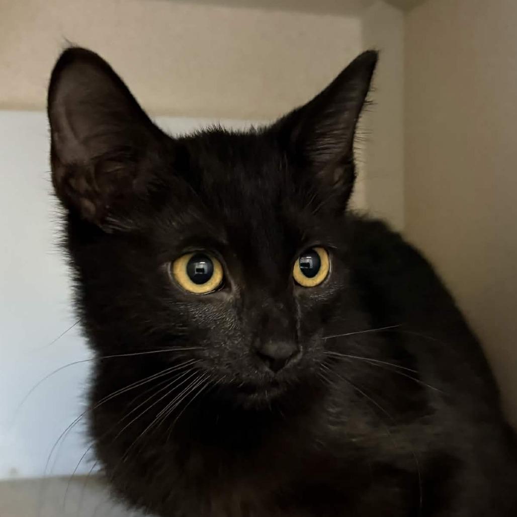 Mae, Adoptable, Kitten Female Domestic Short Hair.