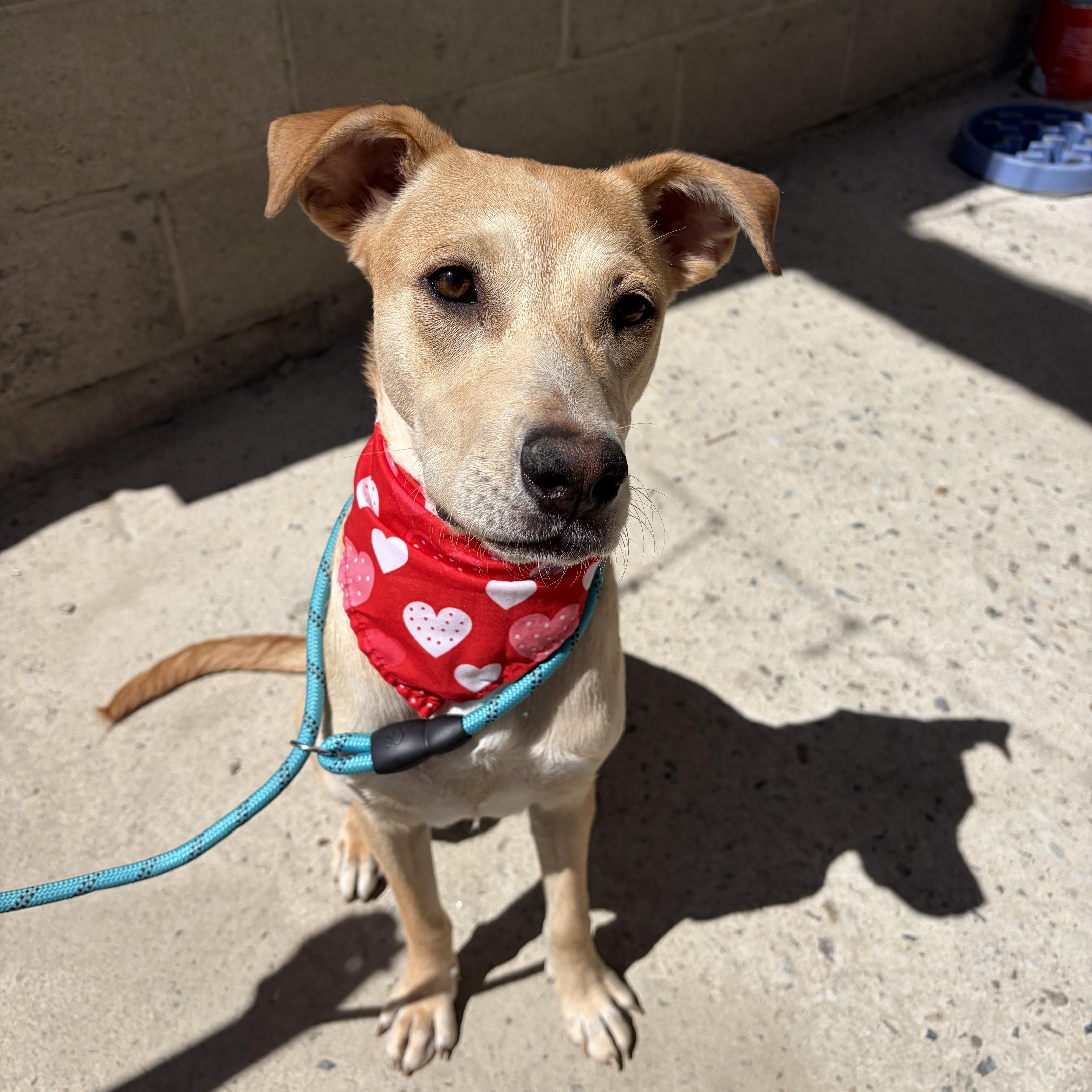 Sophie, a ADOPTABLE mixed breed in Poway, CA image 2/3