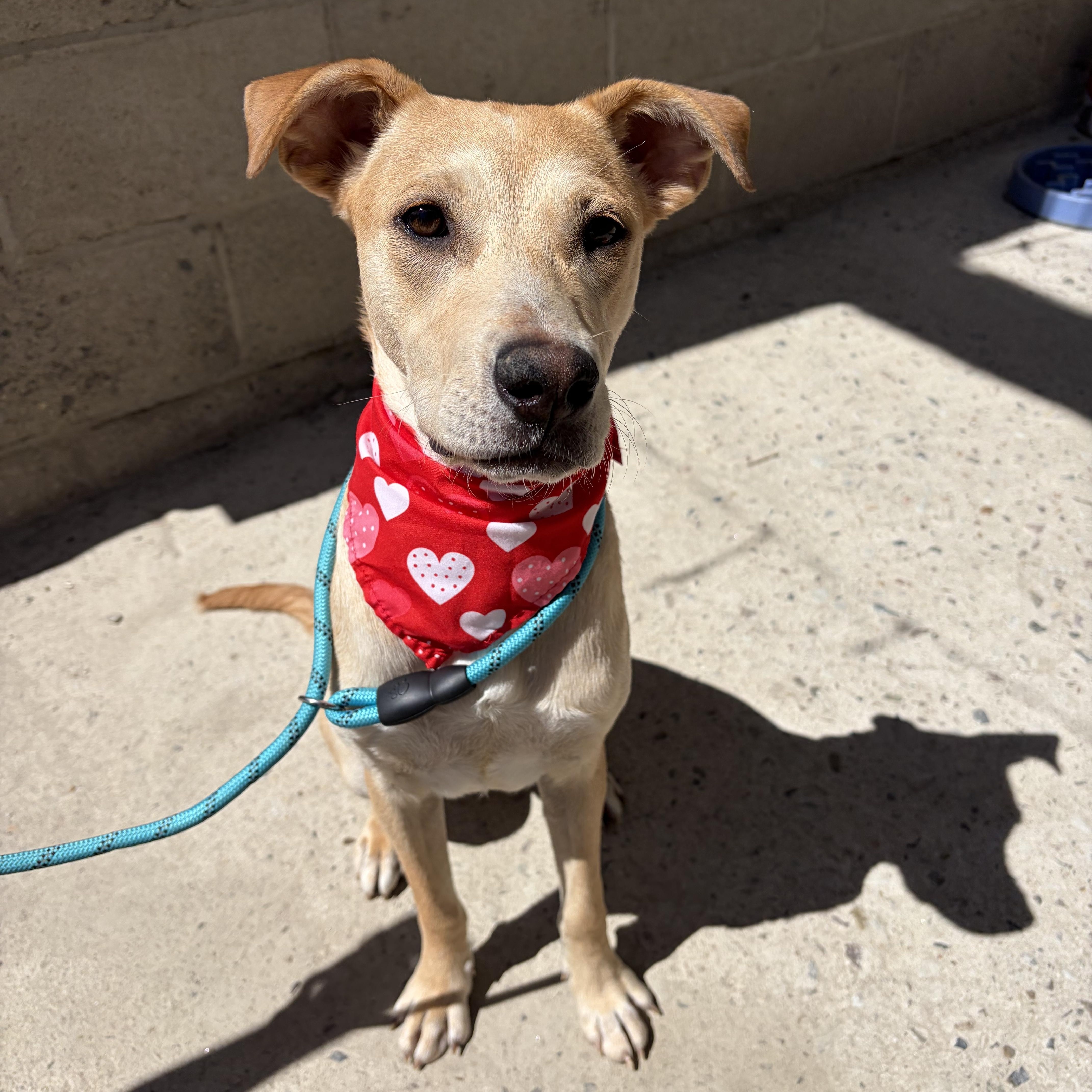 Sophie, a ADOPTABLE mixed breed in Poway, CA image 3/3