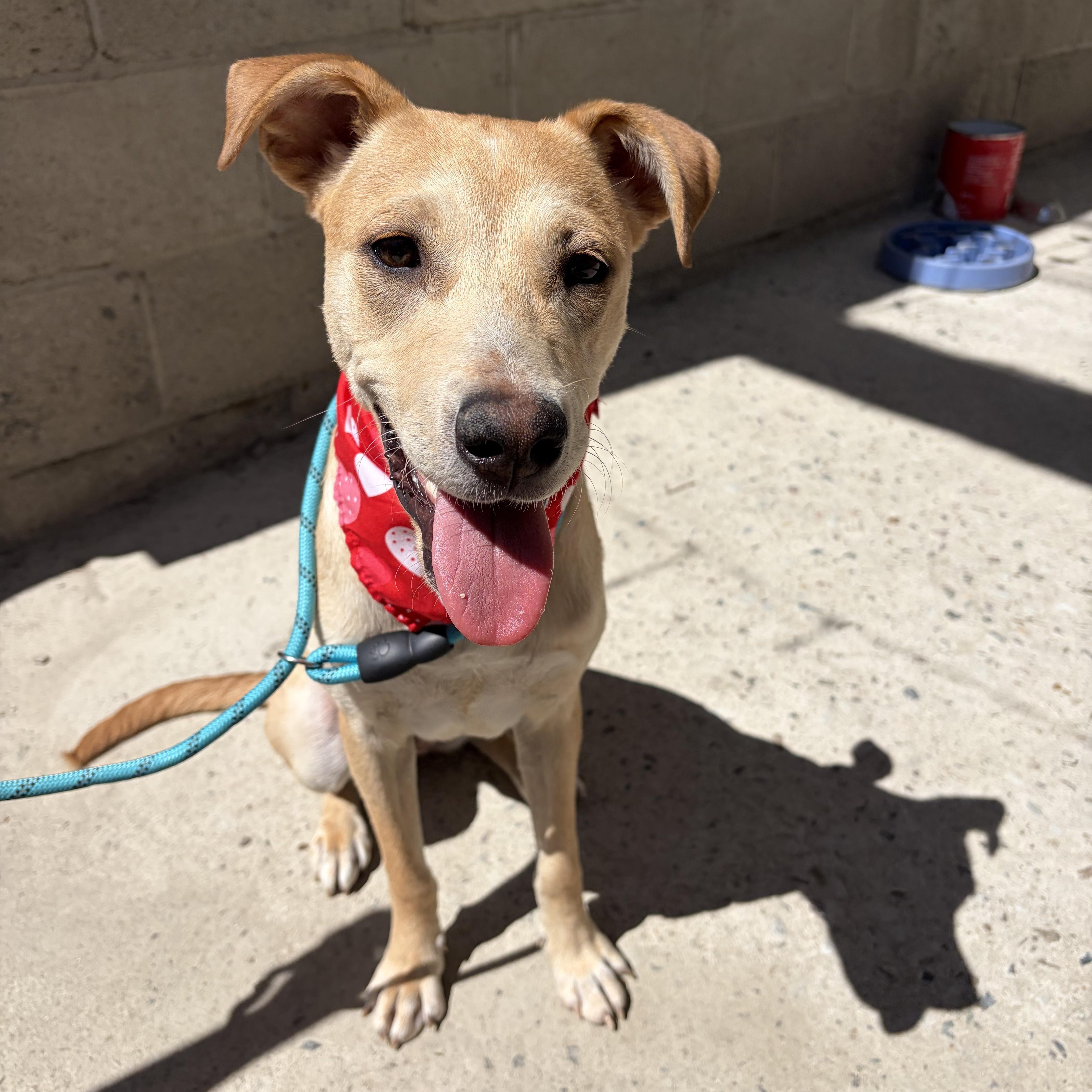 Sophie, ADOPTABLE, Young Female Labrador Retriever & Mixed Breed.