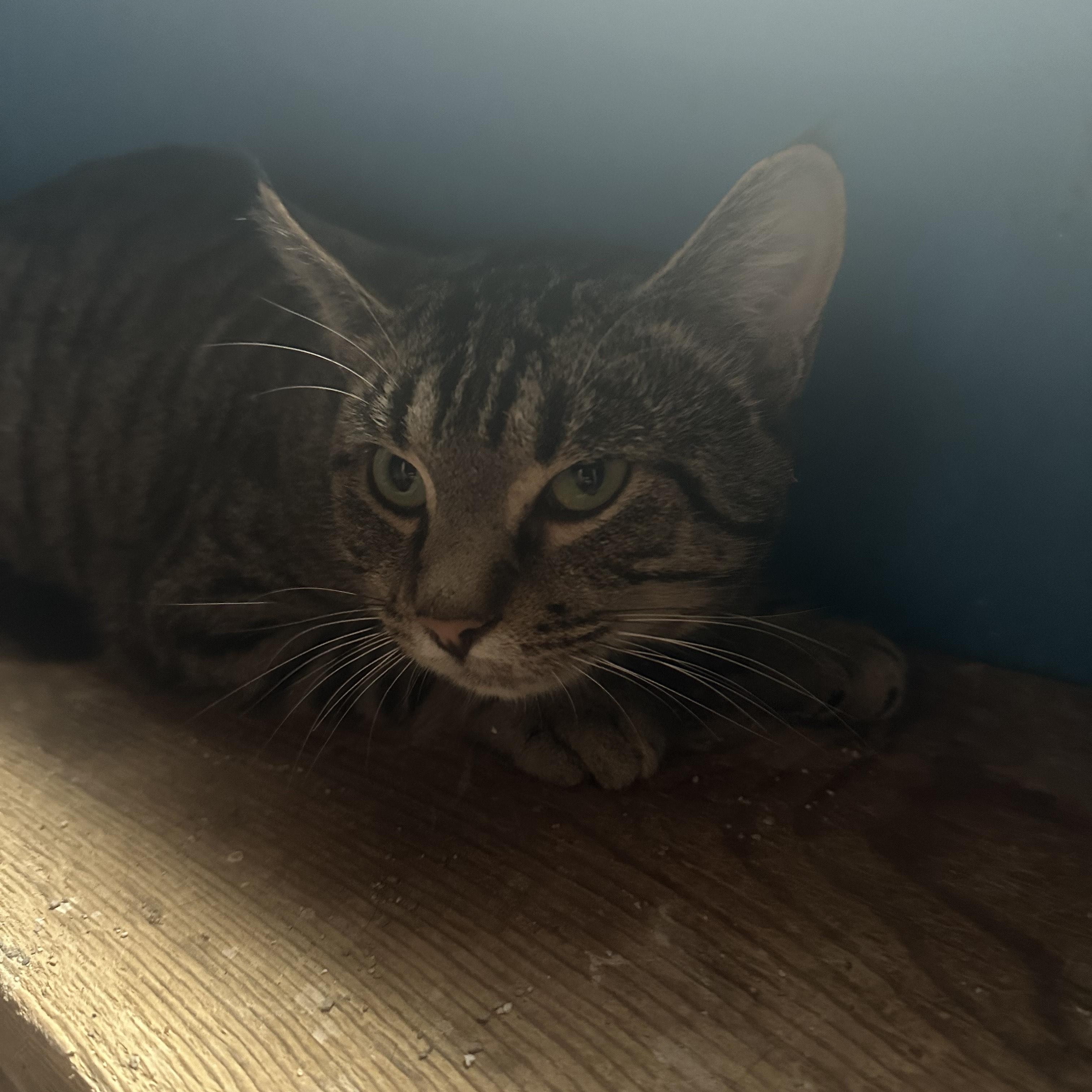 Longley, a Adoptable Tabby in Winnipeg, MB image 2/2