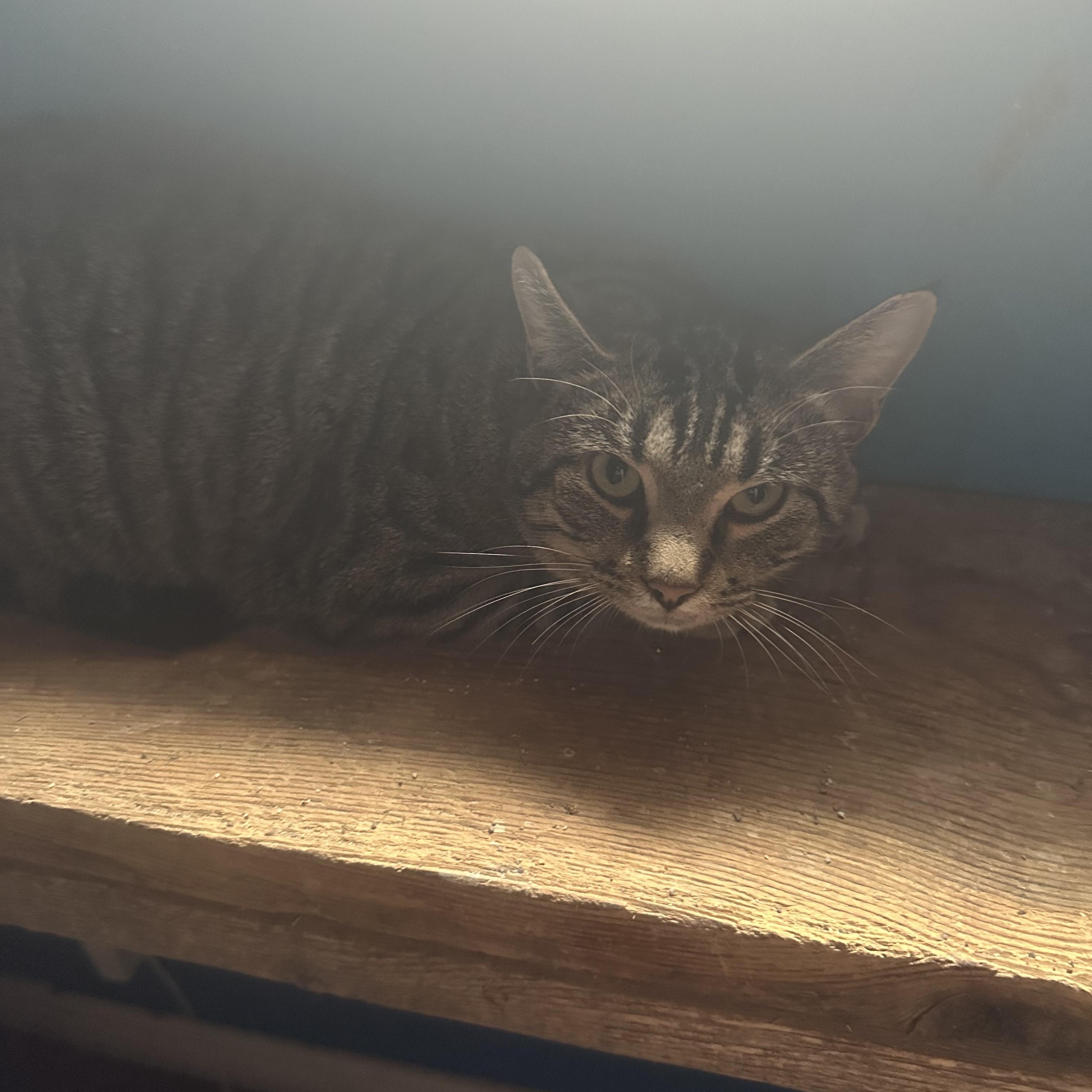 Longley, a Adoptable Tabby in Winnipeg, MB image 1/2