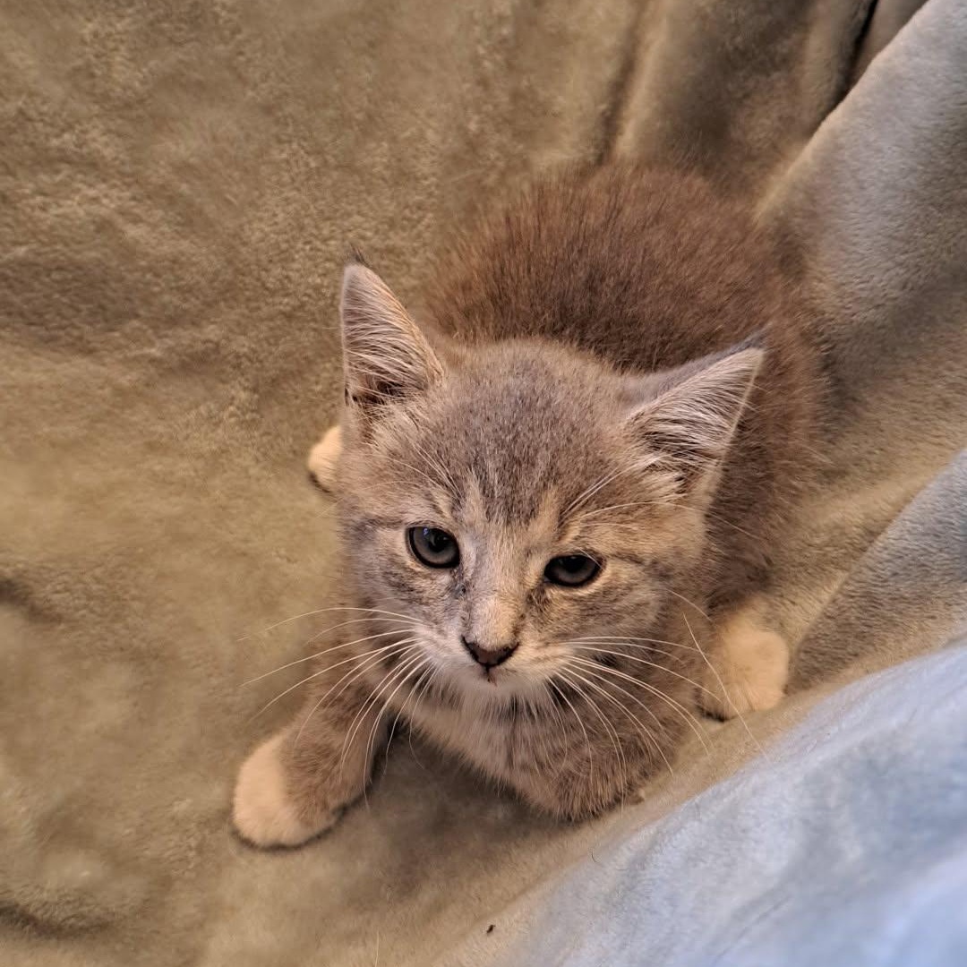 Enlarge Alani, an adopted Domestic Short Hair in Allison Park, PA image 1/1