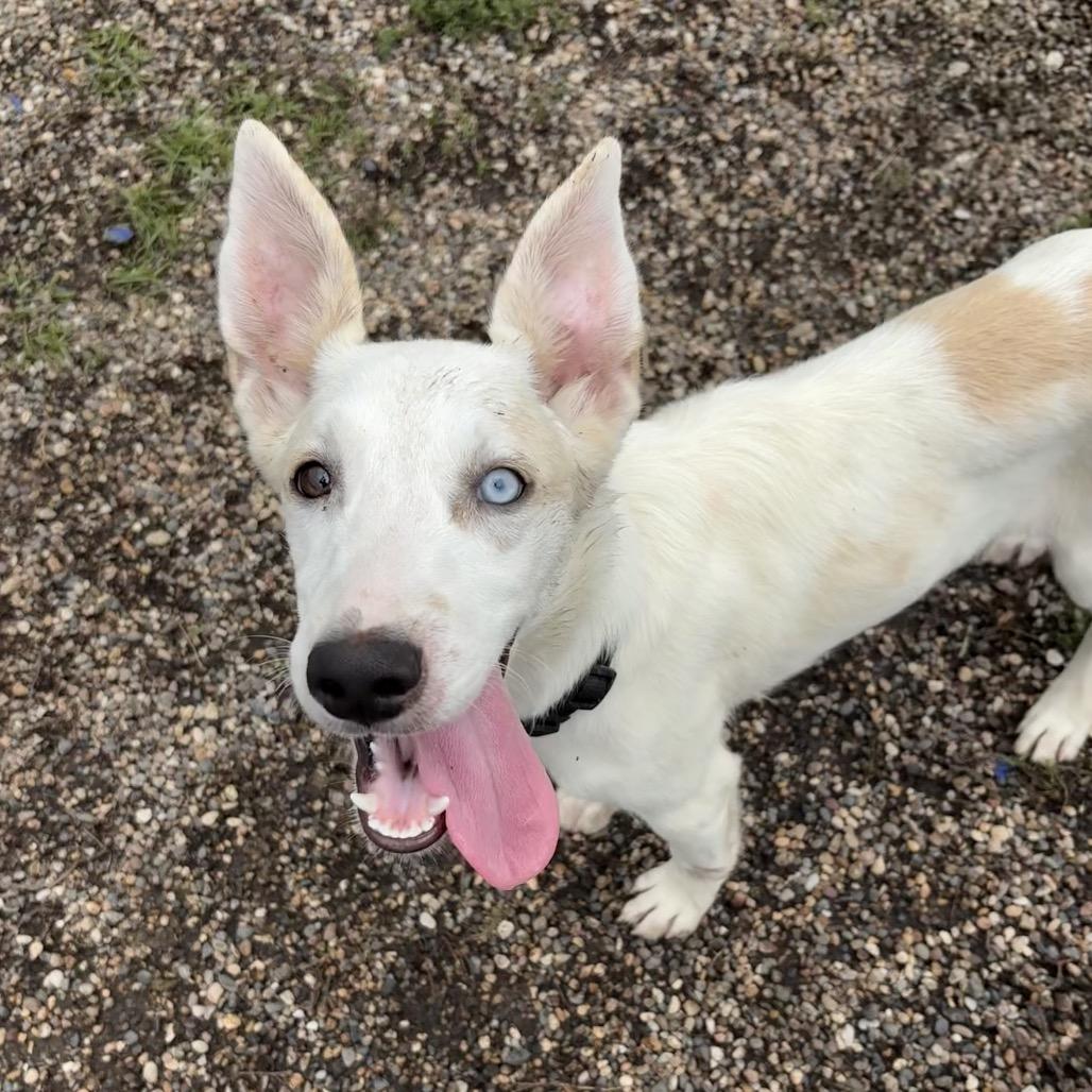 Ignacio, Adoptable, Young Male Husky & Ibizan Hound.