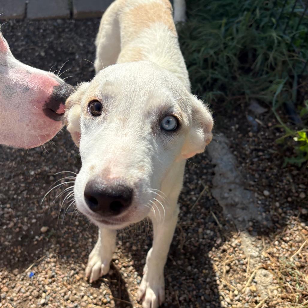 Enlarge Ignacio, a Adoptable mixed breed in West Des Moines, IA image 2/4