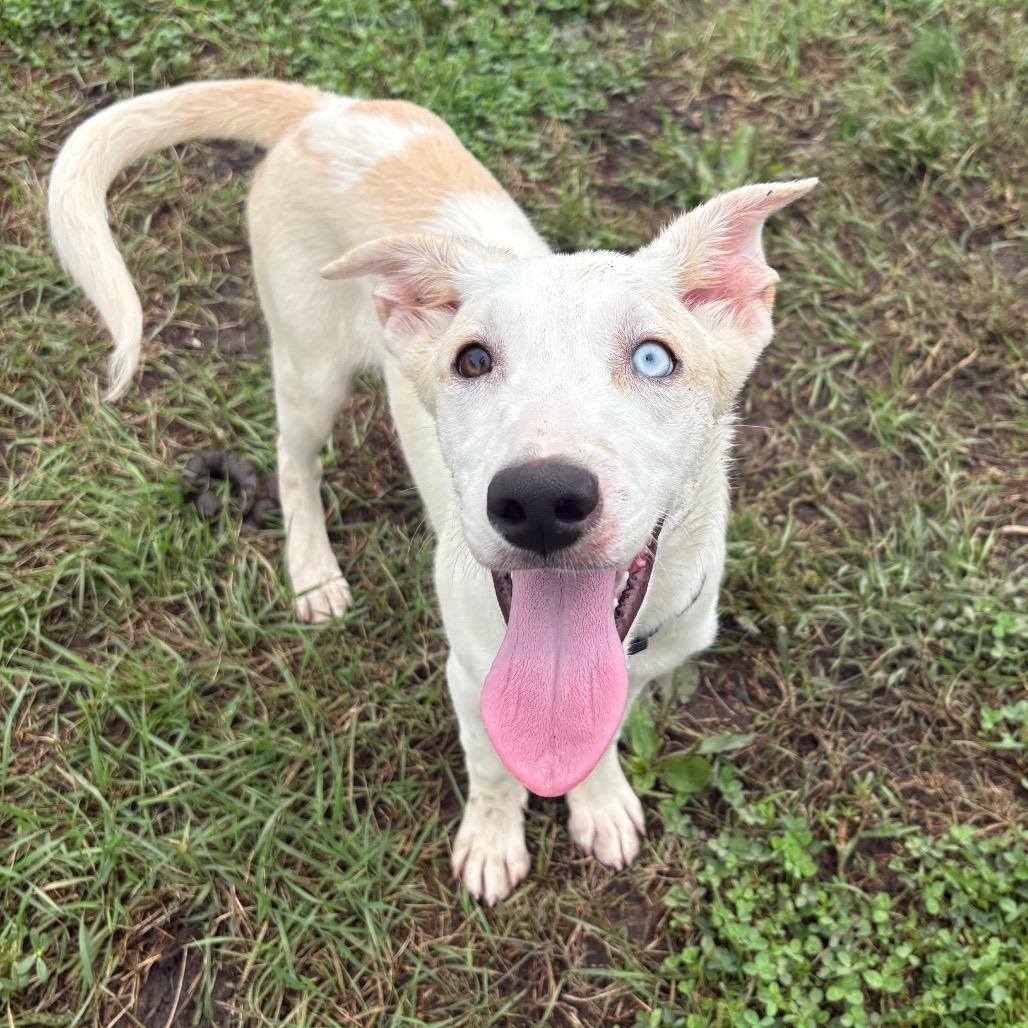Enlarge Ignacio, a Adoptable mixed breed in West Des Moines, IA image 3/4