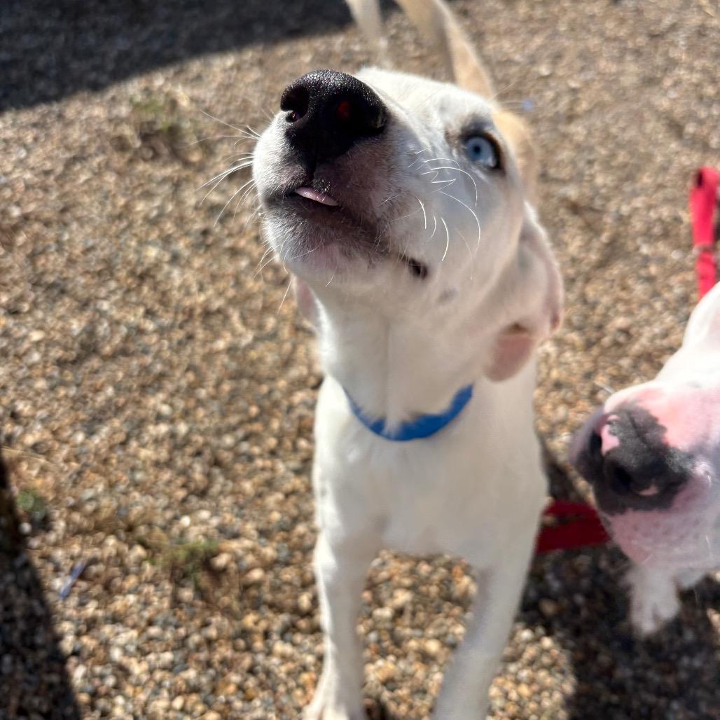 Enlarge Ignacio, a Adoptable mixed breed in West Des Moines, IA image 4/4