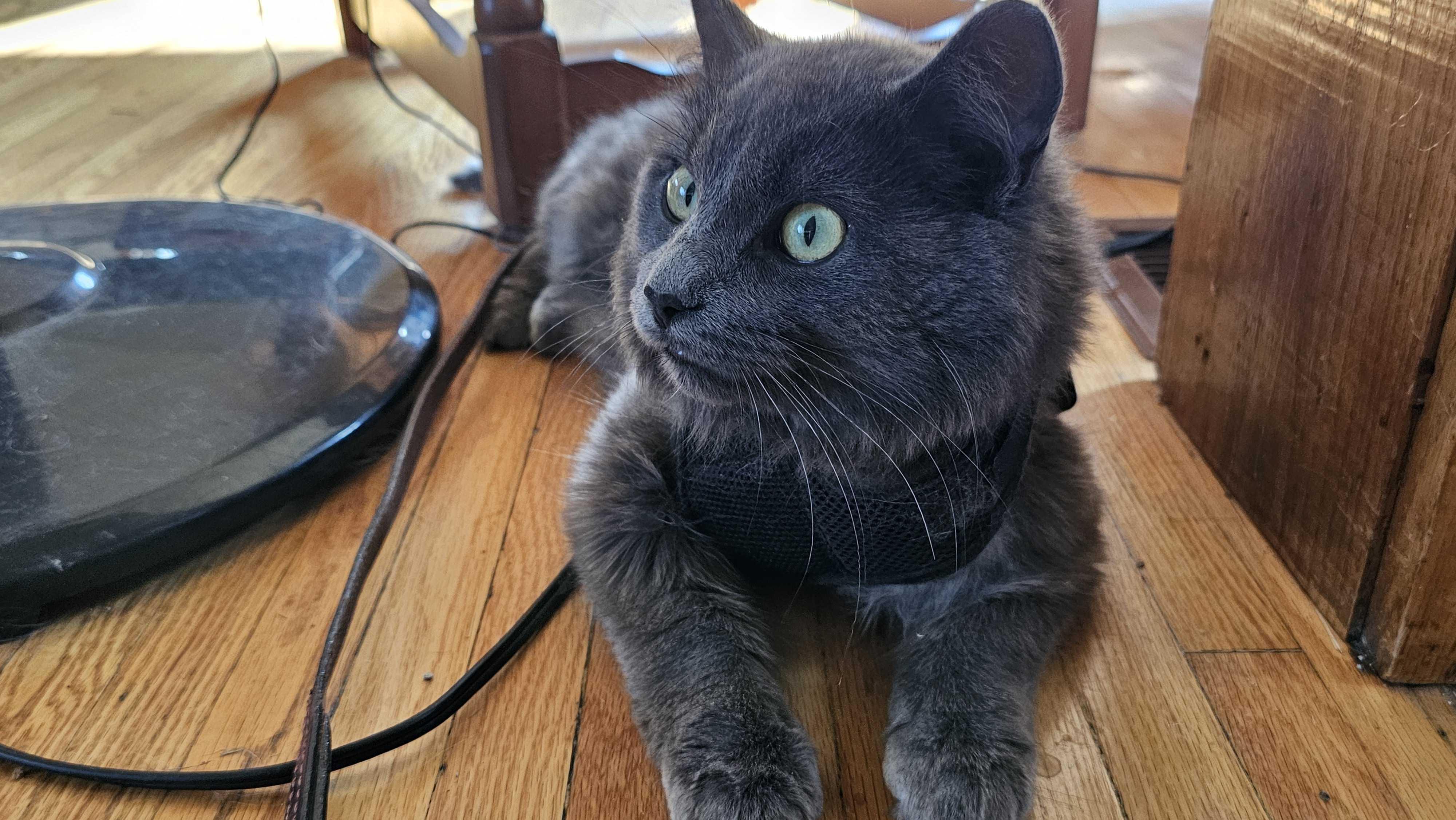 Enlarge Leo, an adopted Domestic Medium Hair in Wakefield, QC image 3/4