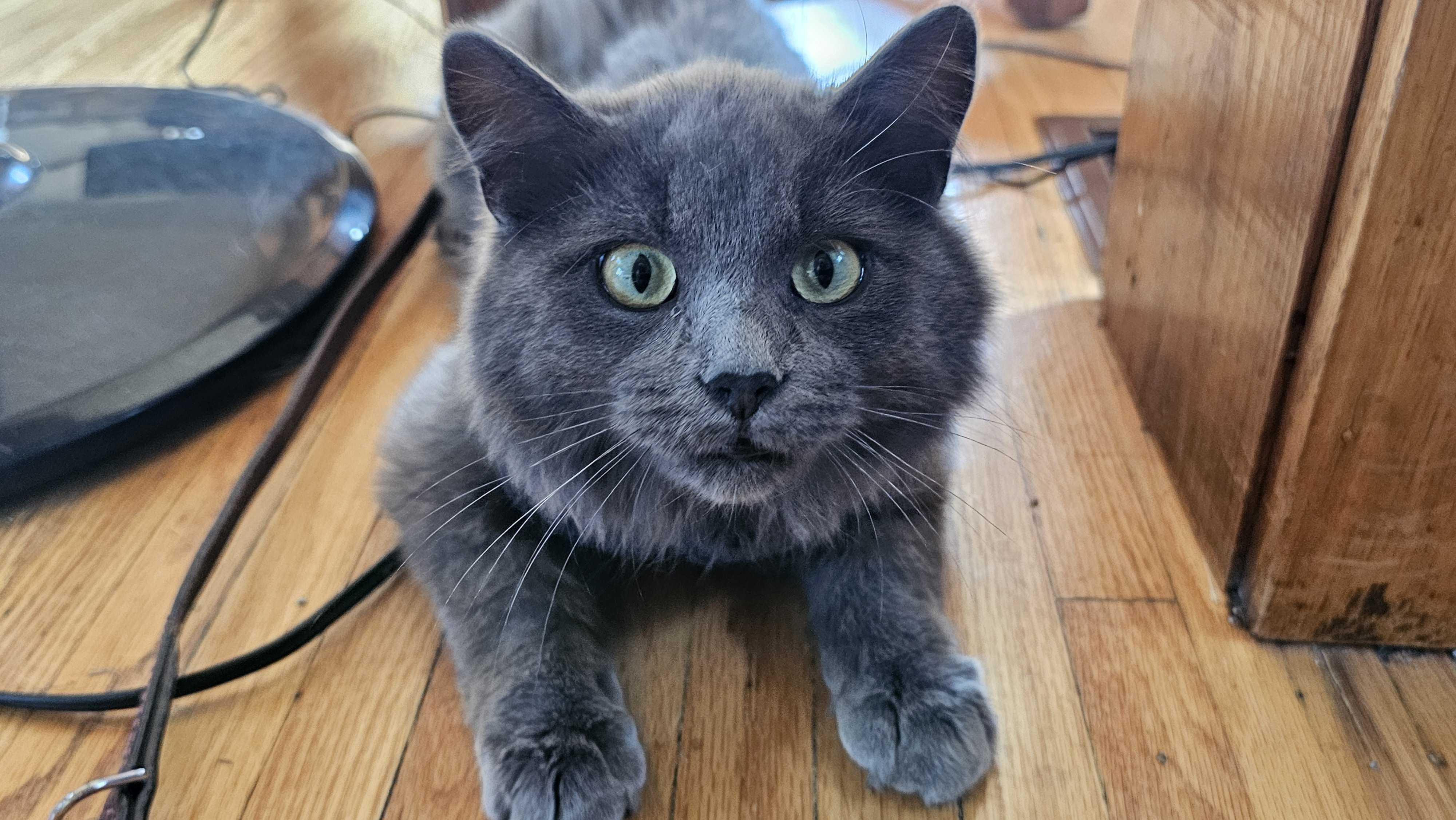 Enlarge Leo, an adopted Domestic Medium Hair in Wakefield, QC image 1/4