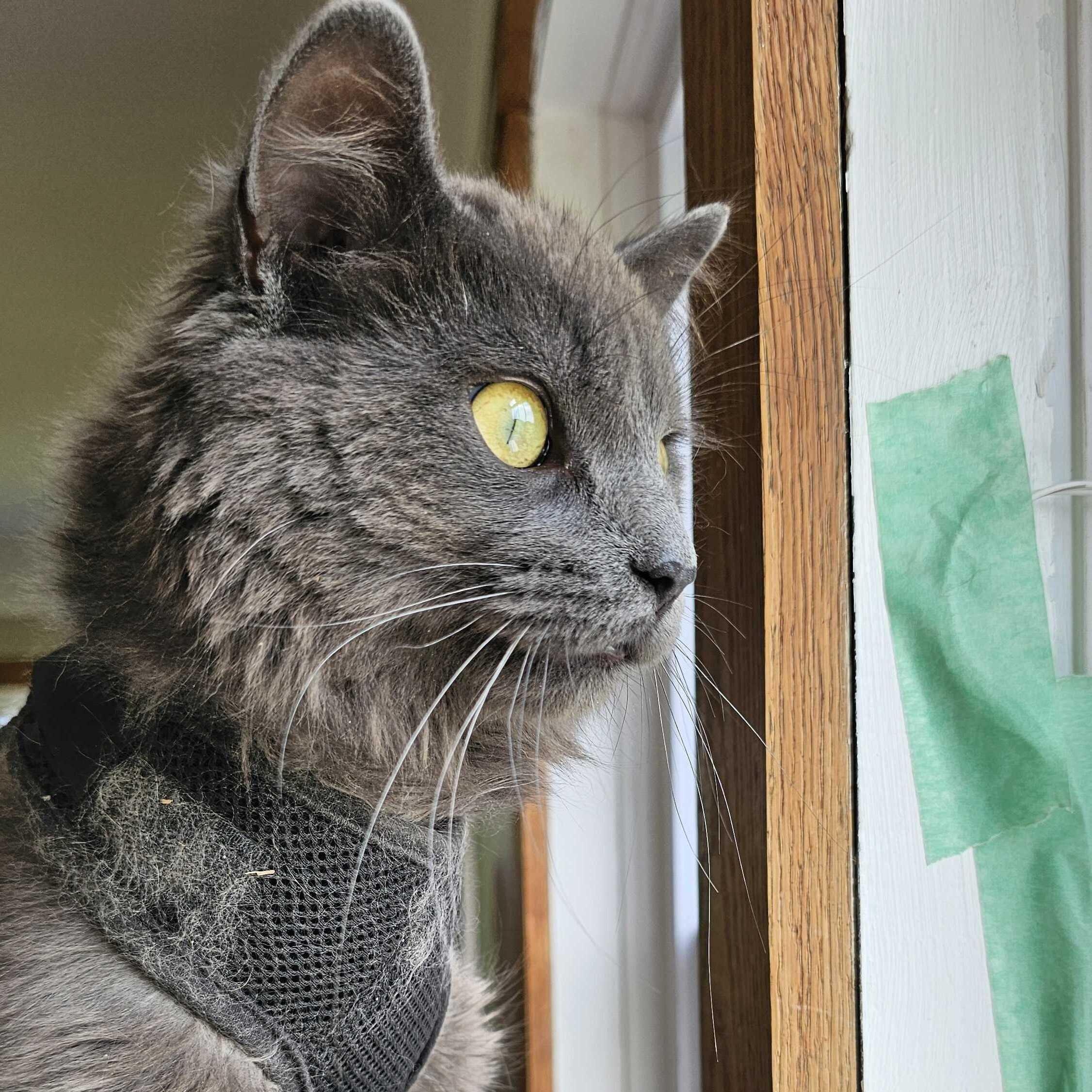 Enlarge Leo, an adopted Domestic Medium Hair in Wakefield, QC image 2/4