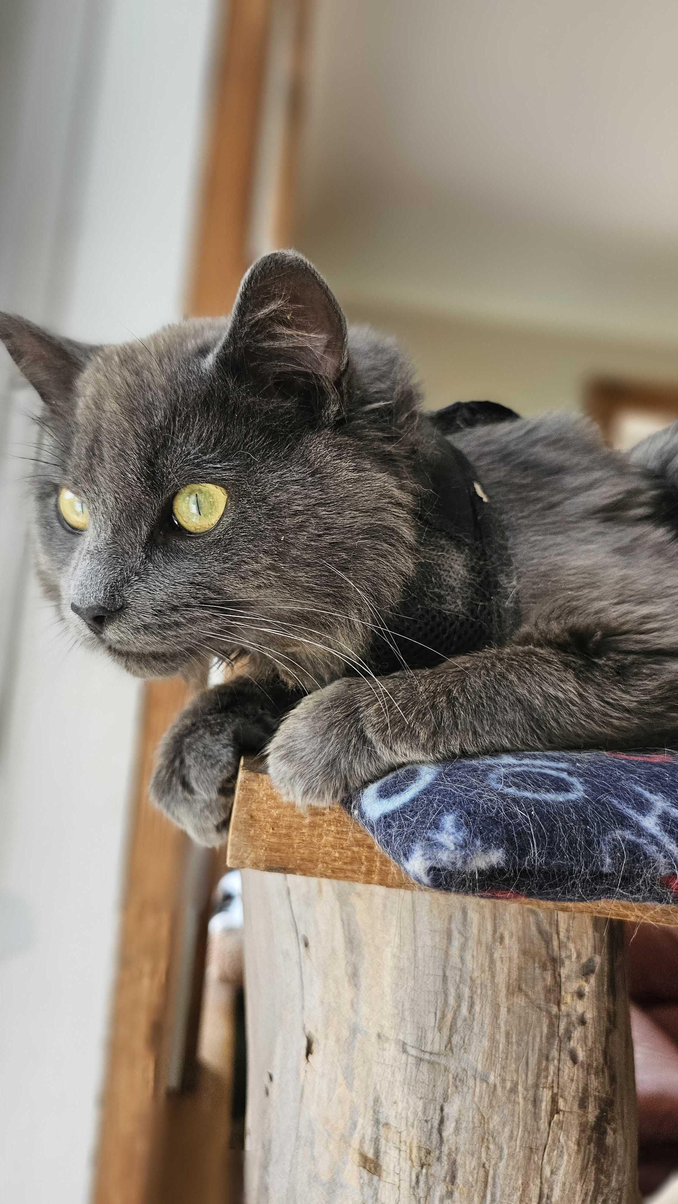 Enlarge Leo, an adopted Domestic Medium Hair in Wakefield, QC image 4/4