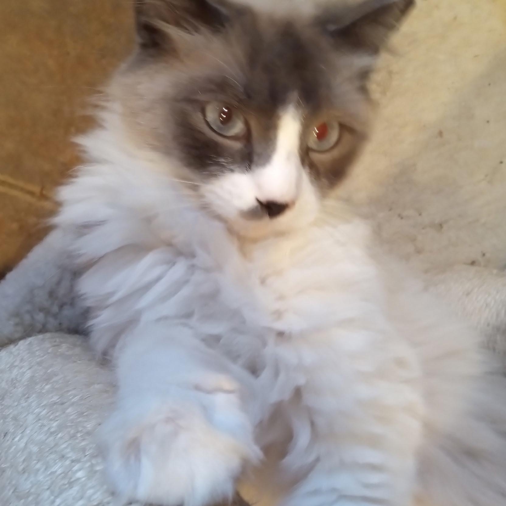 Perla, Adult Female Siamese