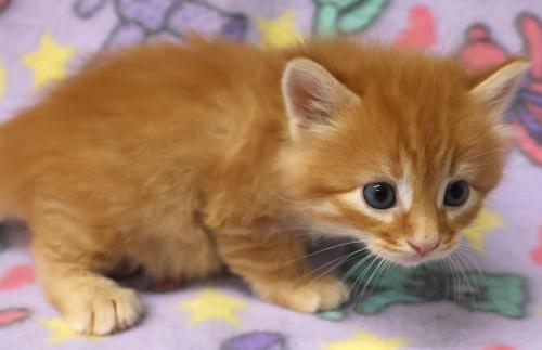 Bruiser, Adoptable, Kitten Male Domestic Short Hair.