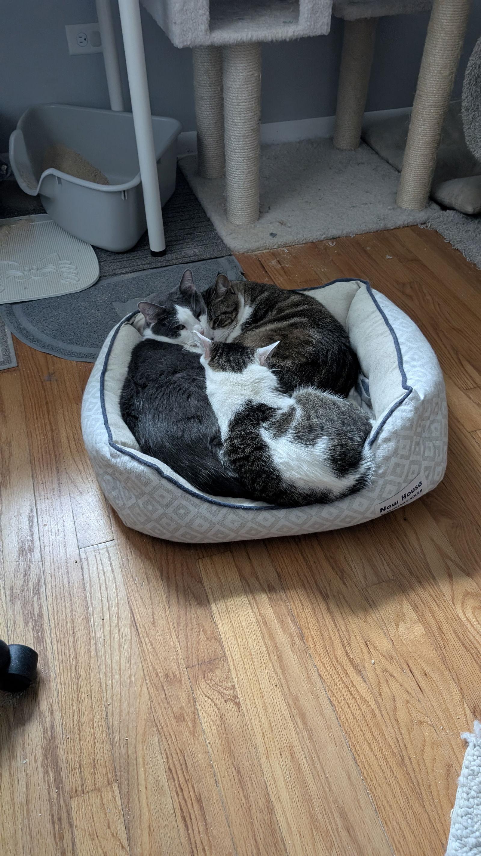 Whiteriver, a Adoptable Domestic Short Hair in Wheaton, IL image 1/3