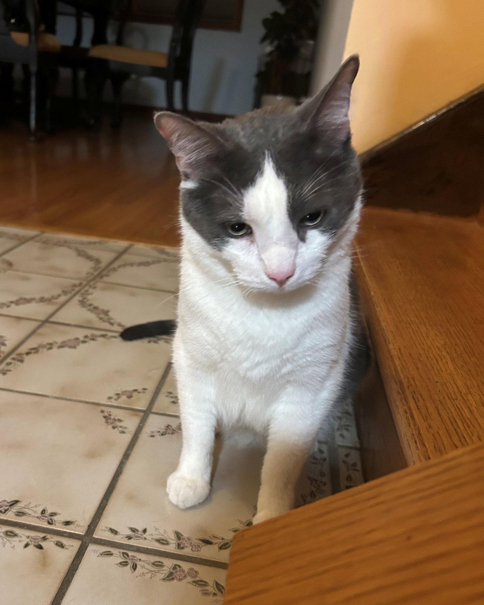Whiteriver, Adoptable, Adult Male Domestic Short Hair.