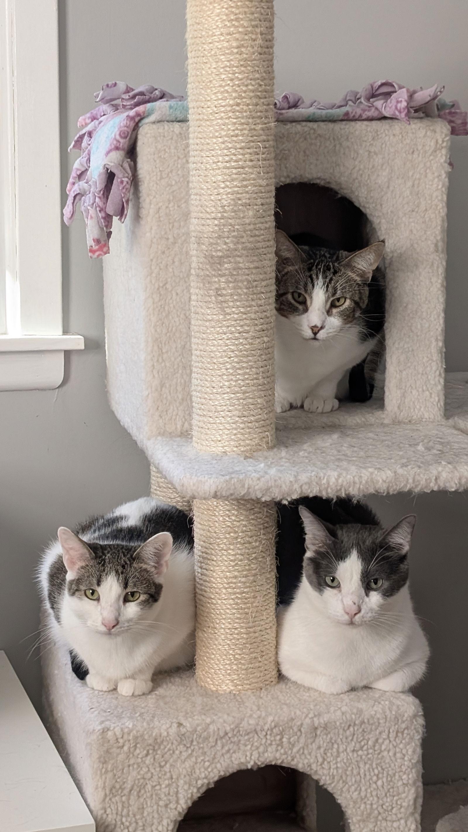 Whiteriver, Adoptable, Adult Male Domestic Short Hair.