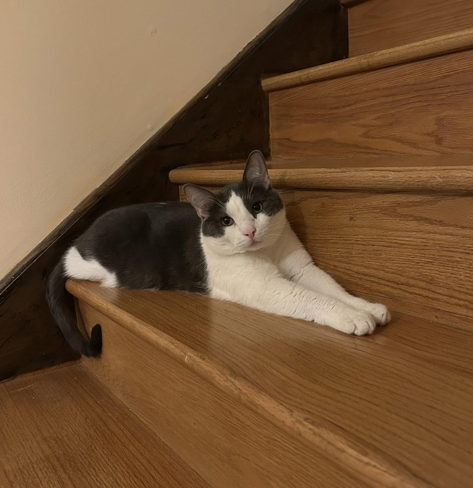 Enlarge Whiteriver, a Adoptable Domestic Short Hair in Wheaton, IL image 2/3