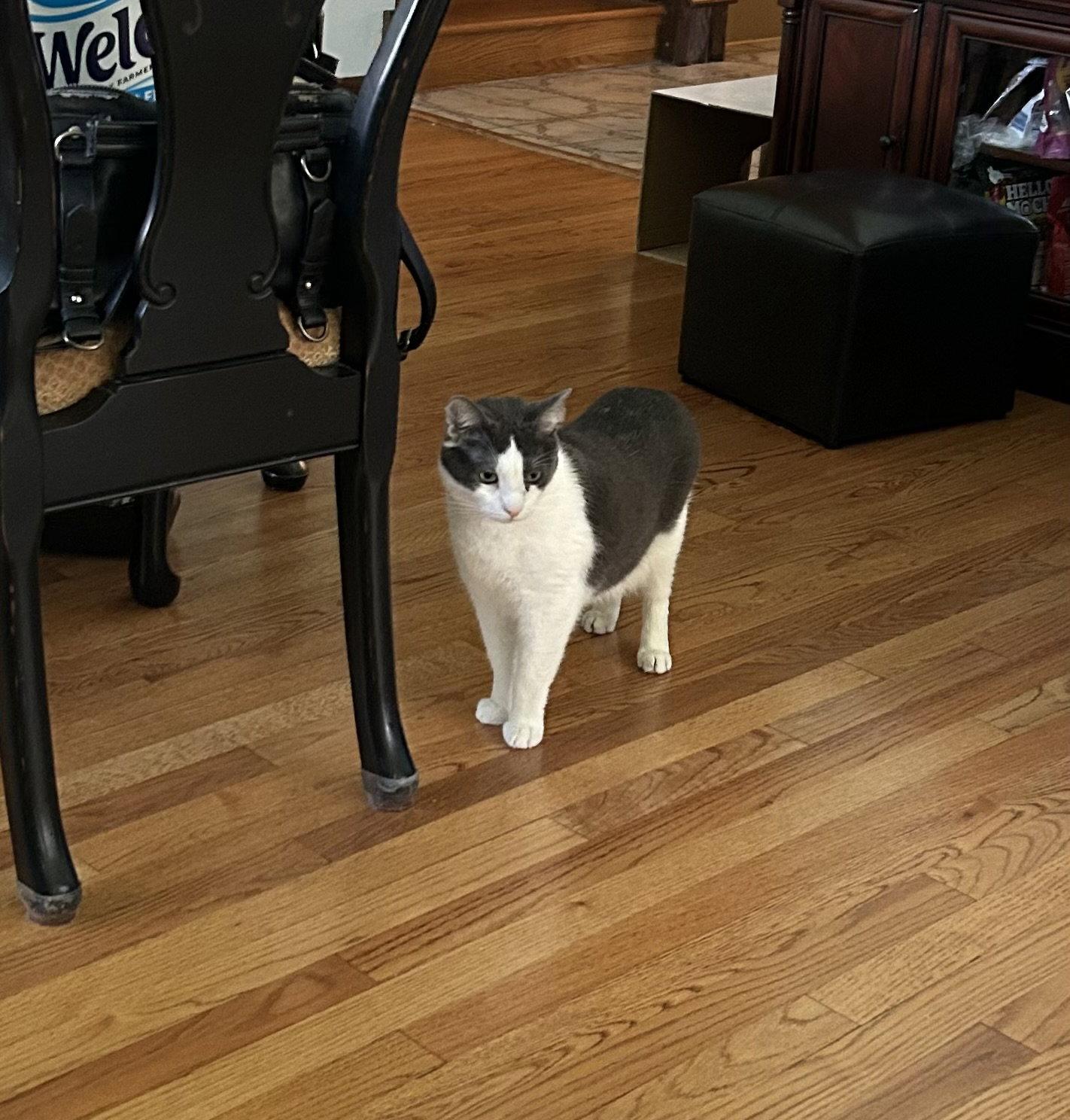 Enlarge Whiteriver, a Adoptable Domestic Short Hair in Wheaton, IL image 3/3