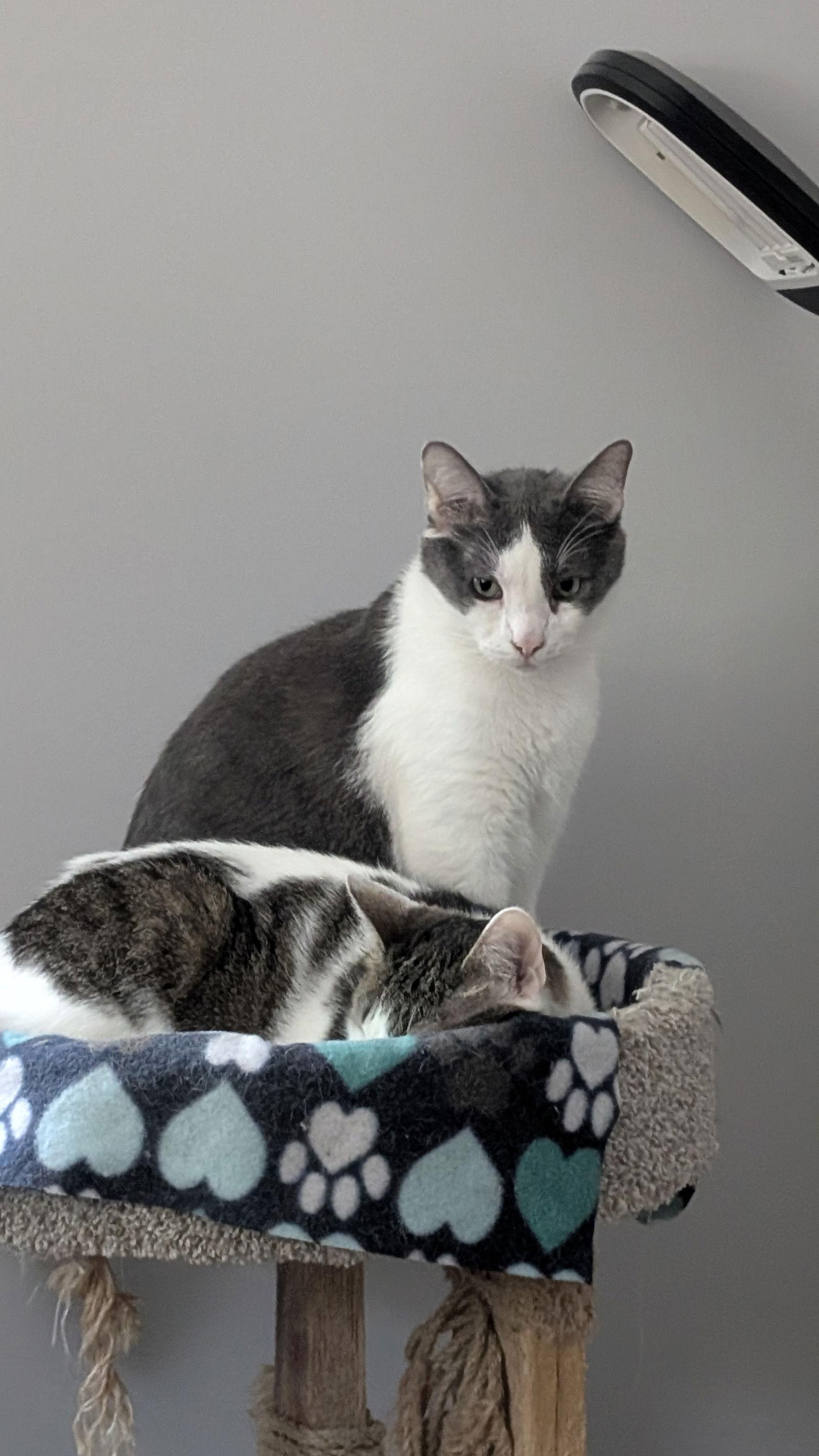 Whiteriver, a Adoptable Domestic Short Hair in Wheaton, IL image 3/3