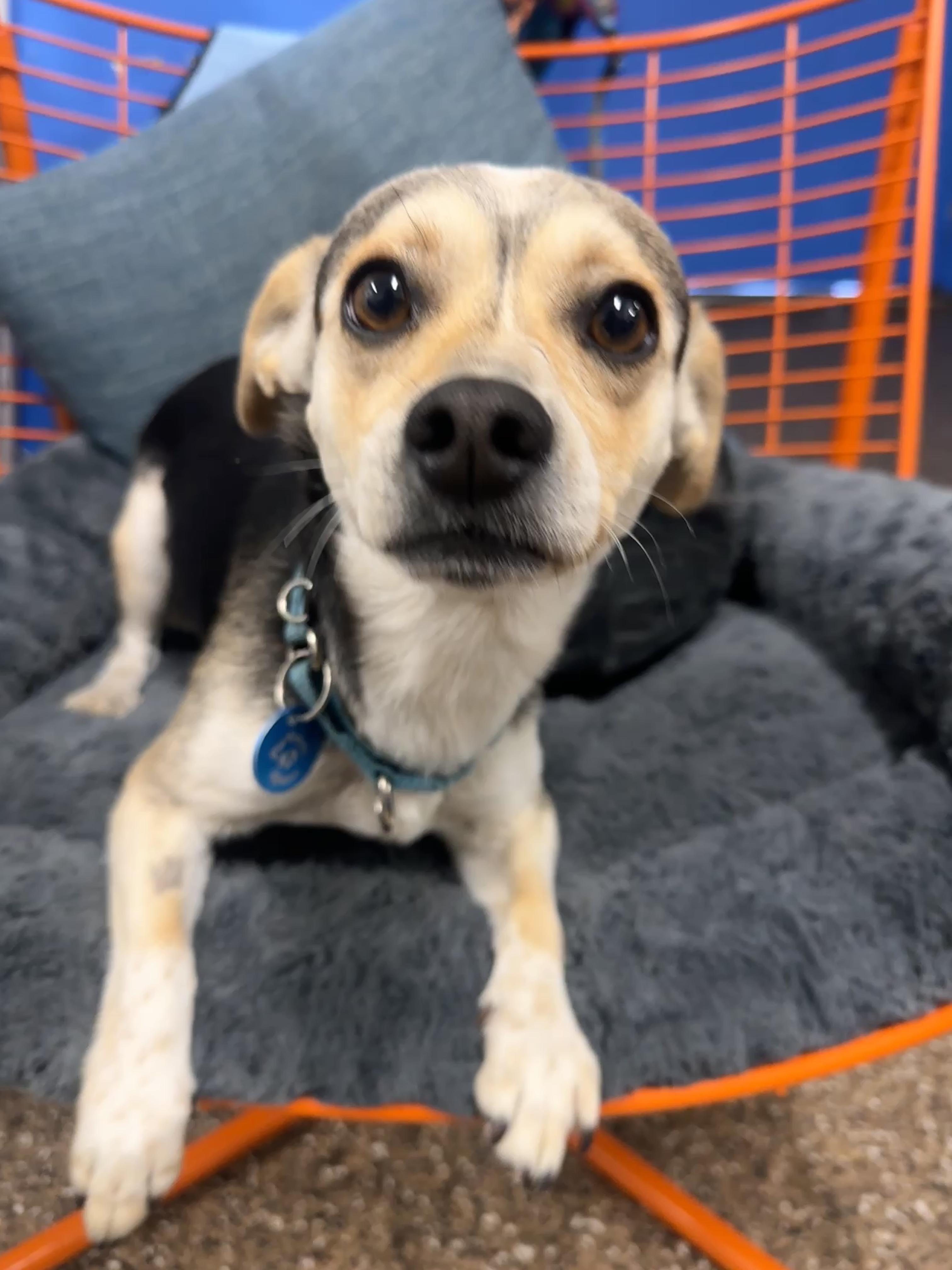 Enlarge Dean, a ADOPTABLE mixed breed in Pasadena, CA image 1/2
