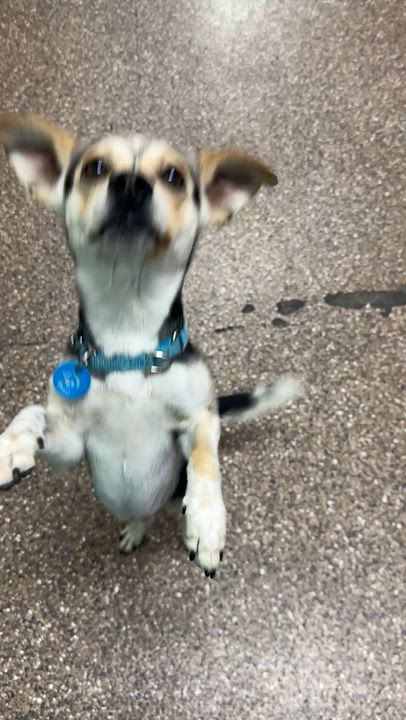 Enlarge Dean, a ADOPTABLE mixed breed in Pasadena, CA video 2/2