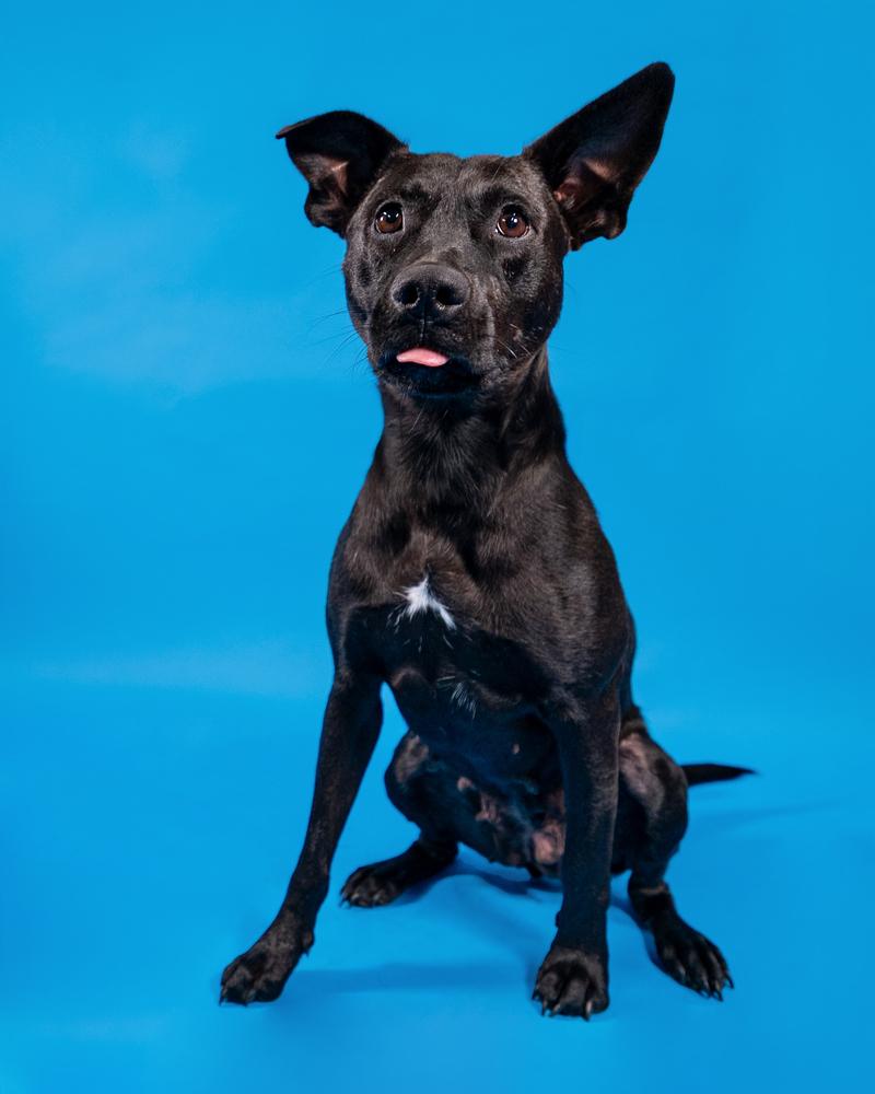 Enlarge Mama Bones, a Adoptable mixed breed in Muskegon, MI image 1/6