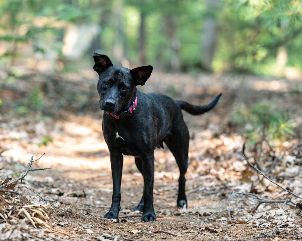 Enlarge Mama Bones, a Adoptable mixed breed in Muskegon, MI image 2/6