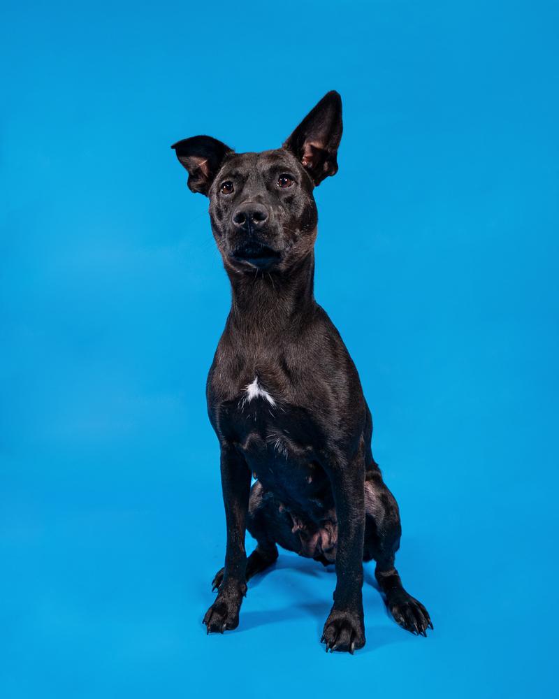 Enlarge Mama Bones, a Adoptable mixed breed in Muskegon, MI image 3/6
