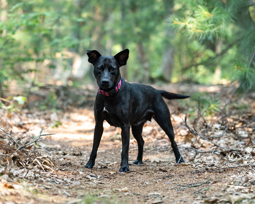 Enlarge Mama Bones, a Adoptable mixed breed in Muskegon, MI image 5/6