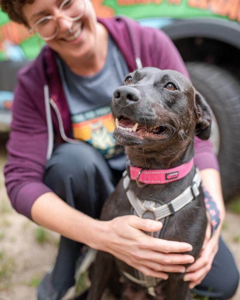 Enlarge Mama Bones, a Adoptable mixed breed in Muskegon, MI image 6/6