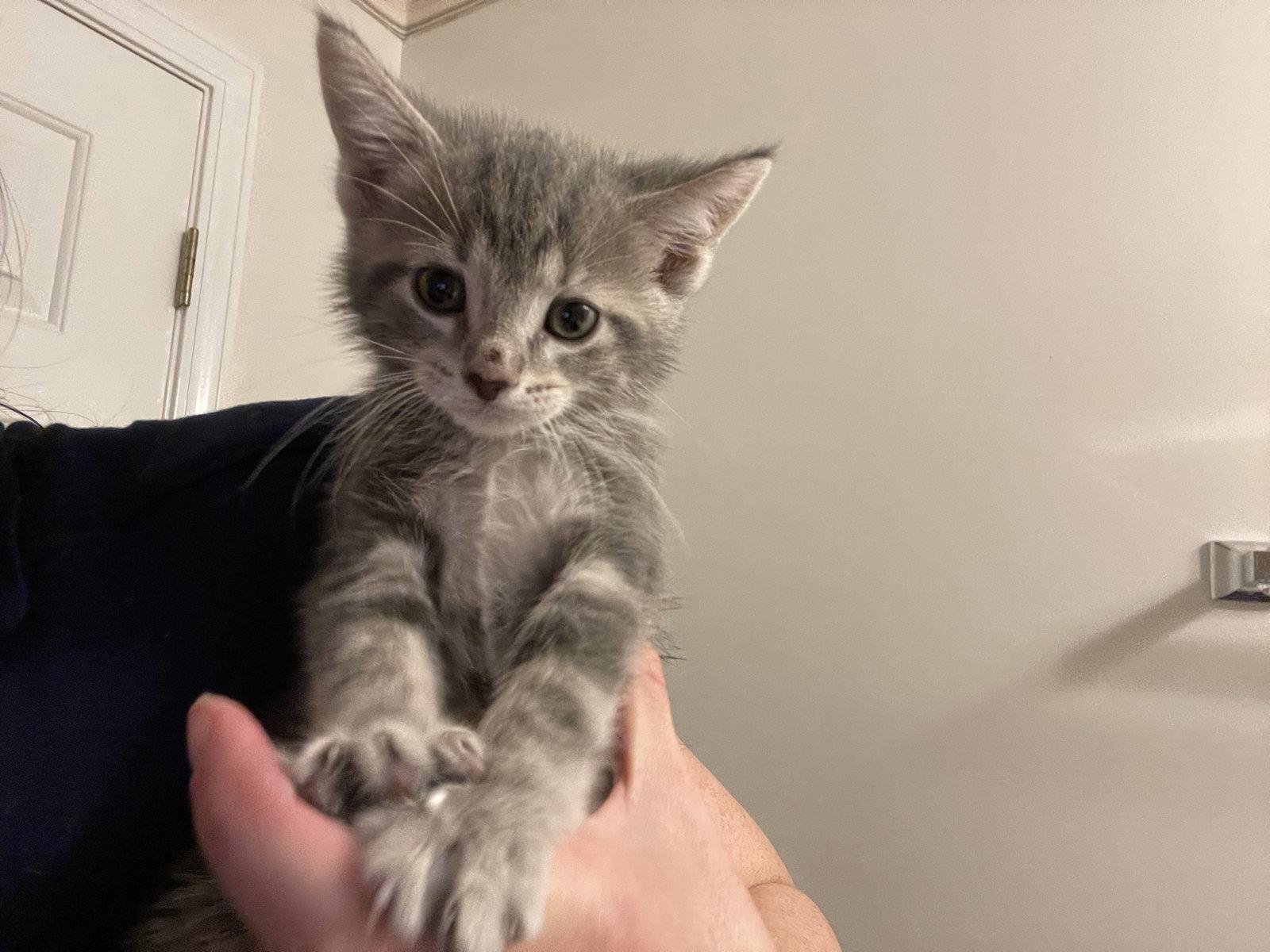 Linnea, Adopted, Kitten Female Domestic Short Hair.