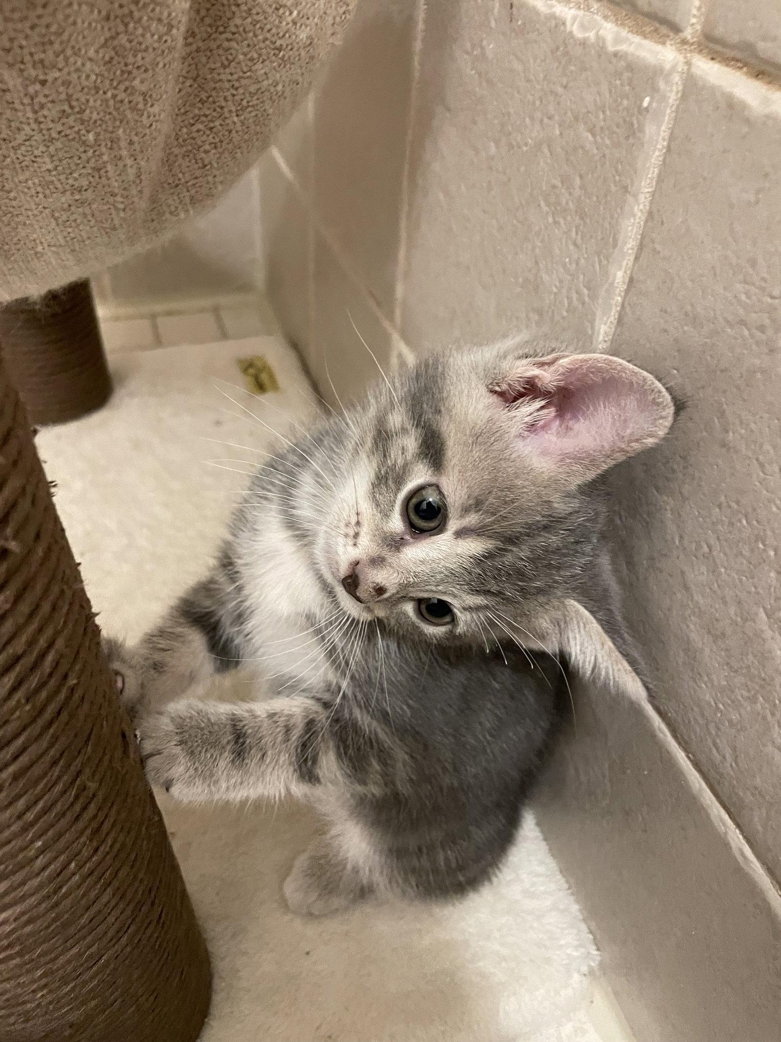 Linnea, a Adopted Domestic Short Hair in Walled Lake, MI image 3/3